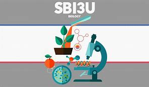 SBI3U-G Tan 